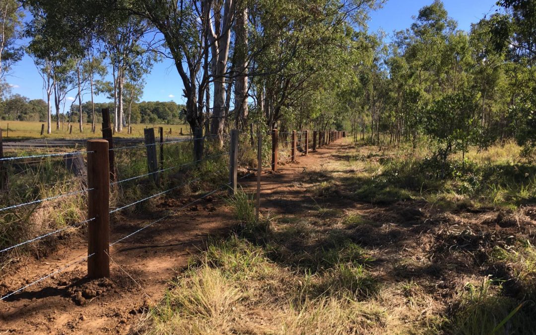 Barb Wire Cattle Fence