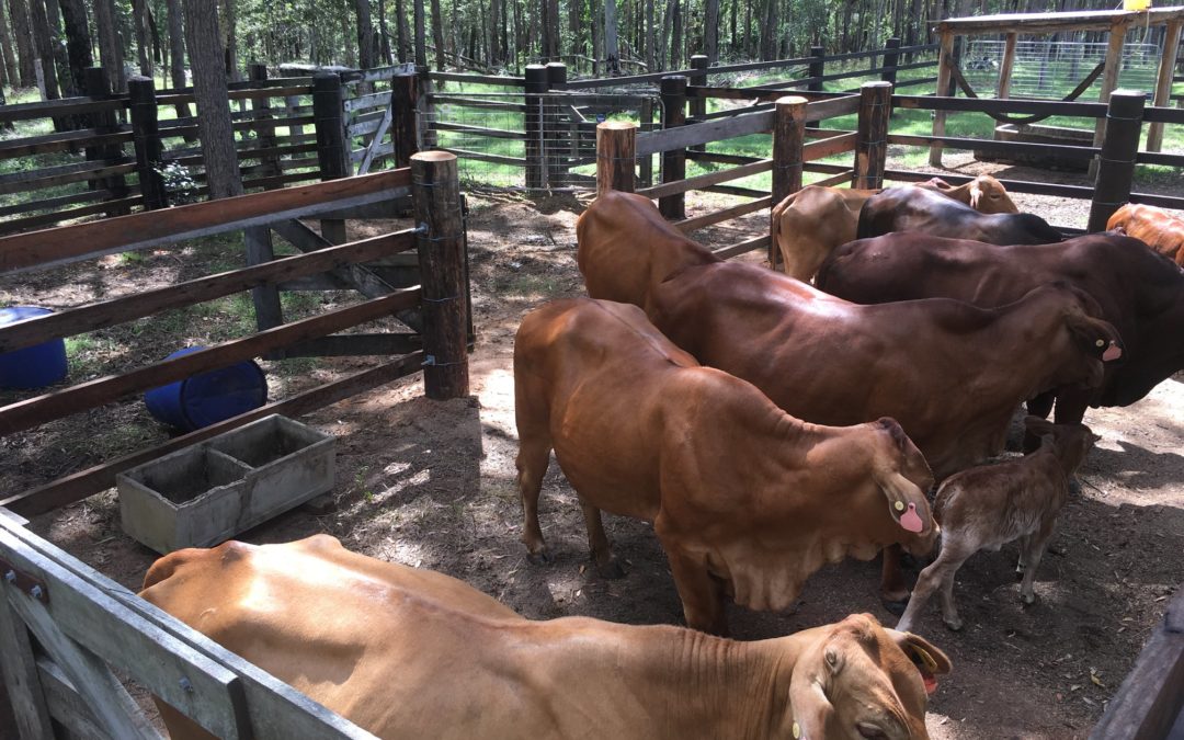 Cattle Yard Repairs